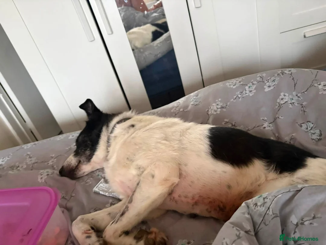 Mixed Breed dogs for adoption: Lola - Norwich Norfolk  in Norwich - Advert 1