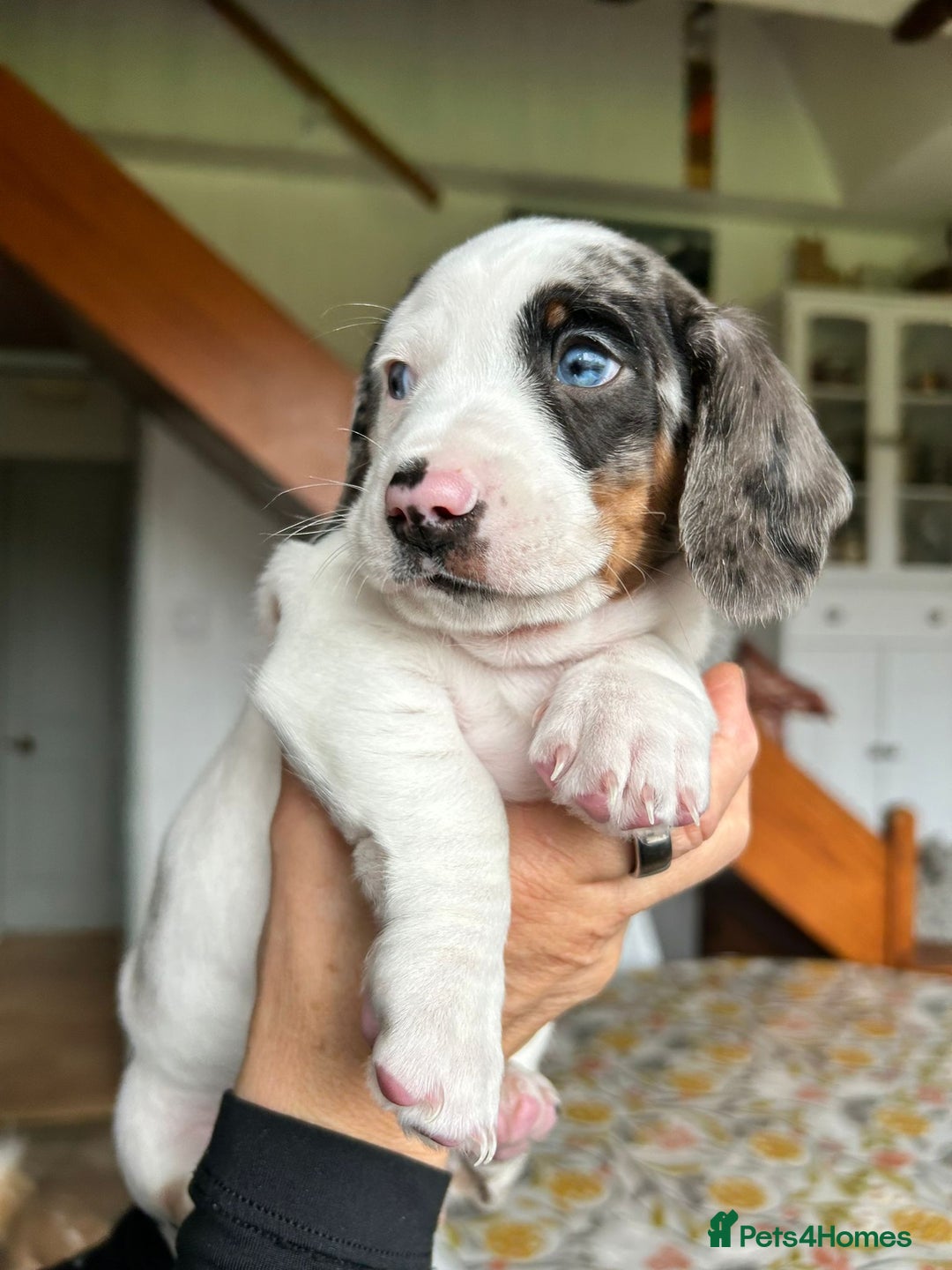 Miniature Dachshund dogs for sale: Beautiful dachsund pups...ready to go in mid Nov - Image 6