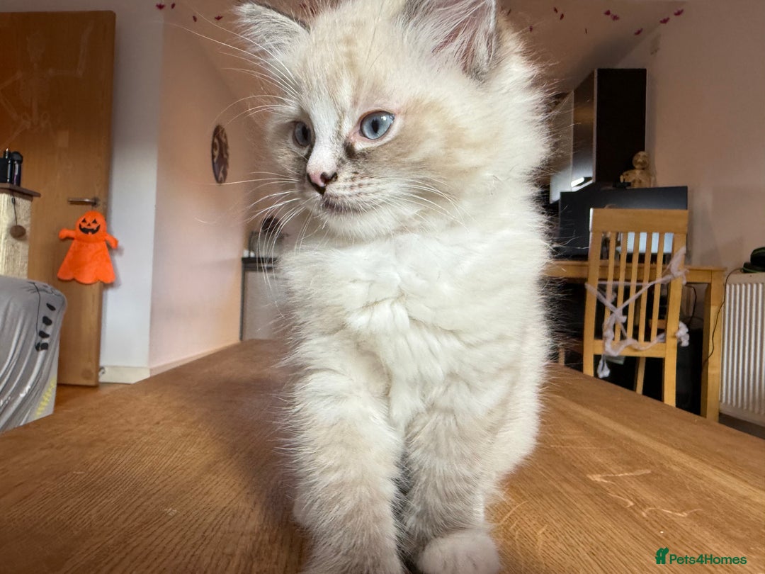 Ragdoll cats for sale: Ragdoll Kittens for Sale - Image 30