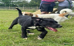 Mixed Breed dogs for adoption: Barney - Norwich norfolk  - Image 23