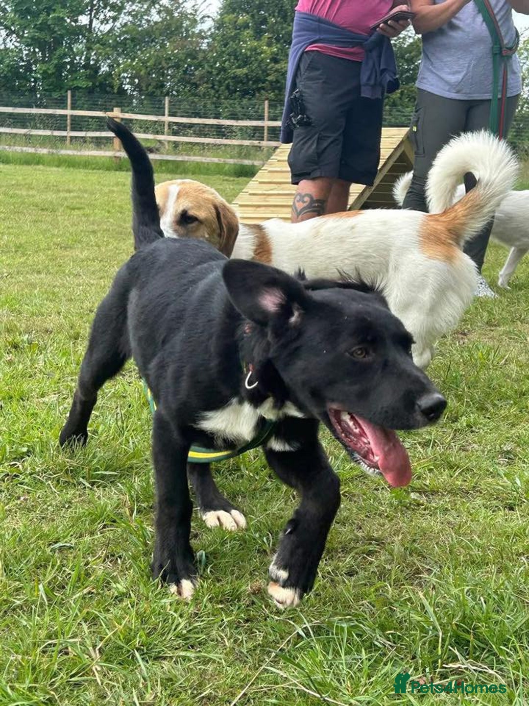 Mixed Breed dogs for adoption: Barney - Norwich norfolk  - Image 23