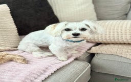 Maltese dogs for sale: Maltese male 💙 - Advert 4