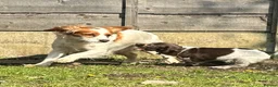 Cockalier dogs for sale: Cockalier adult female  - Advert 14