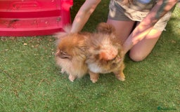 Pomeranian dogs for sale: Mini Pomeranians - Image 3