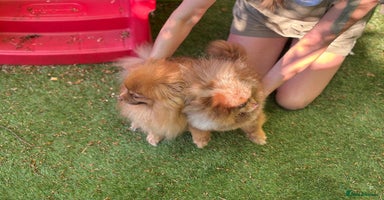 Pomeranian dogs - Advert 3