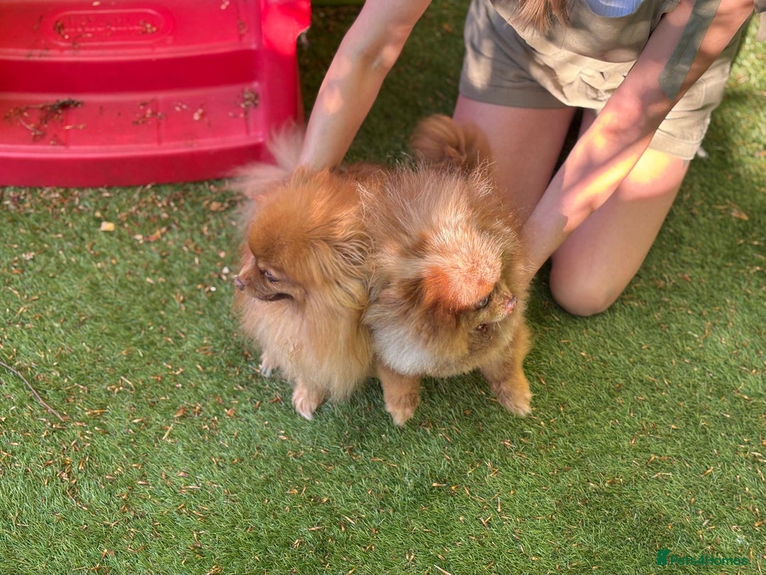 Pomeranian dogs for sale: Mini Pomeranians - Image 3