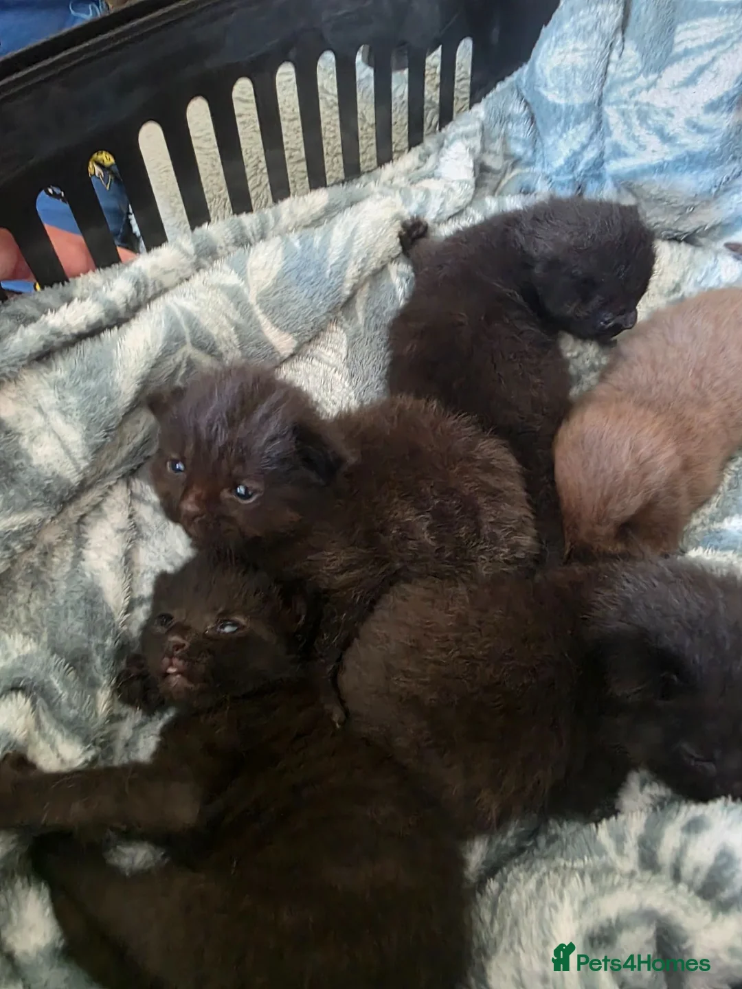 Mixed Breed cats for sale:  BEAUTIFUL RUSSIAN BLUE X BSH KITTENS  - Advert 40