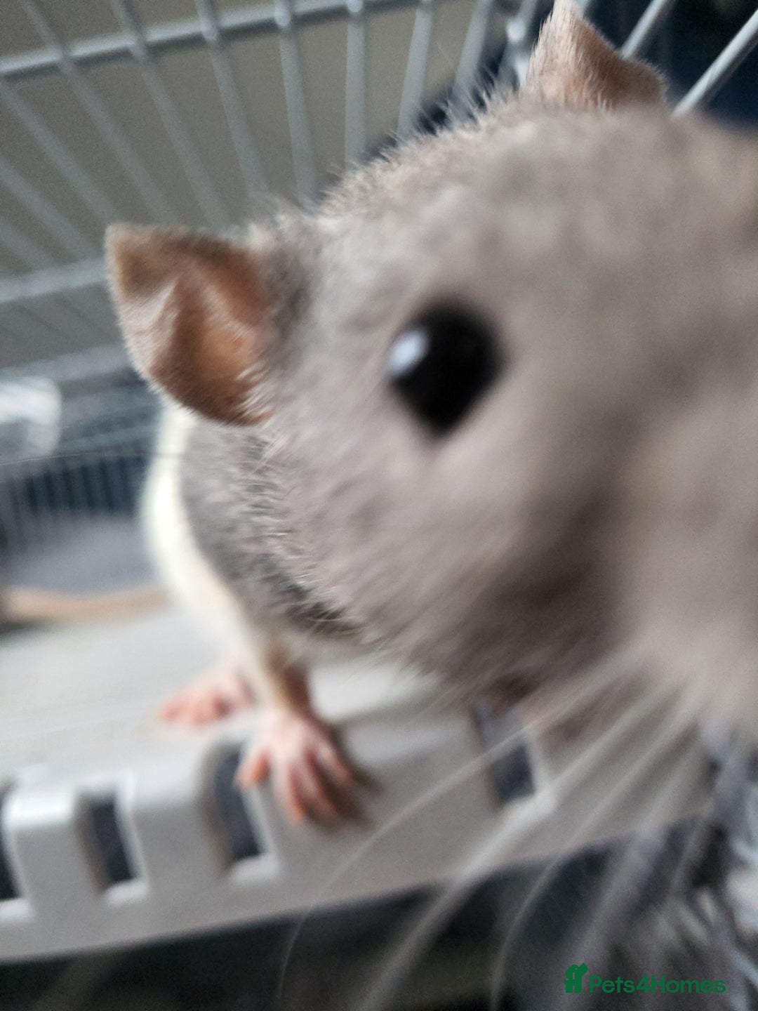 Rat rodents for sale: Fancy Rats.  - Image 3