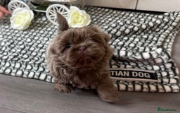Shih Tzu dogs for sale: Exquisite KC Doll Faced Imperials (LILAC/CHOC) 🎀 - Image 3