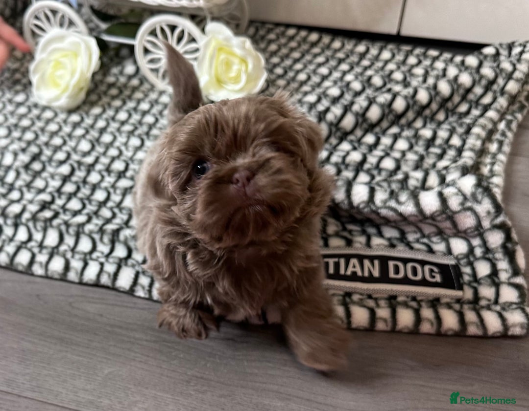 Shih Tzu dogs for sale: Exquisite KC Doll Faced Imperials (LILAC/CHOC) 🎀 - Image 3