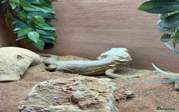 Bearded Dragon reptiles for sale: Adult Male Bearded Dragon & Setup - Image 5