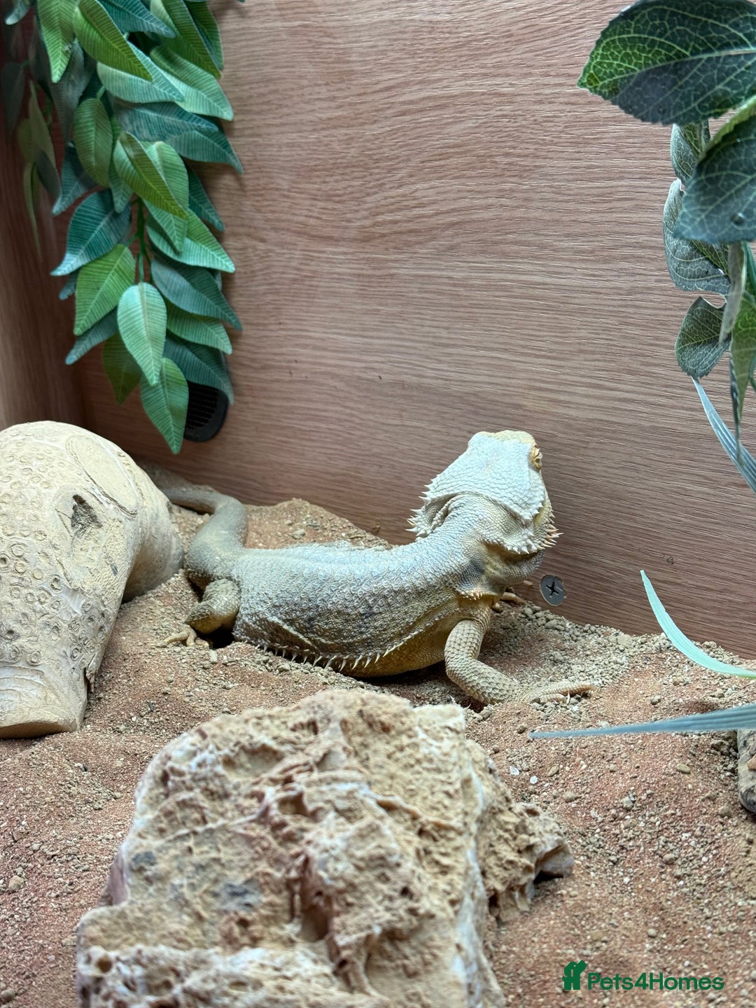 Bearded Dragon reptiles for sale: Adult Male Bearded Dragon & Setup - Image 5
