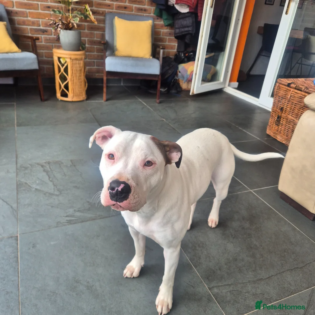 Staffordshire Bull Terrier dogs for sale: Sadly rehoming Nansi - Advert 2