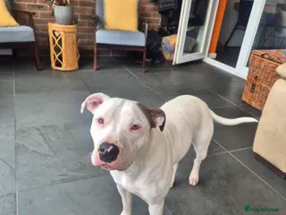 Staffordshire Bull Terrier dogs Sadly rehoming Nansi - Advert 7