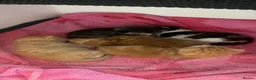 Mixed Breed cats for sale: Gorgeous litter of kittens  - Advert 3