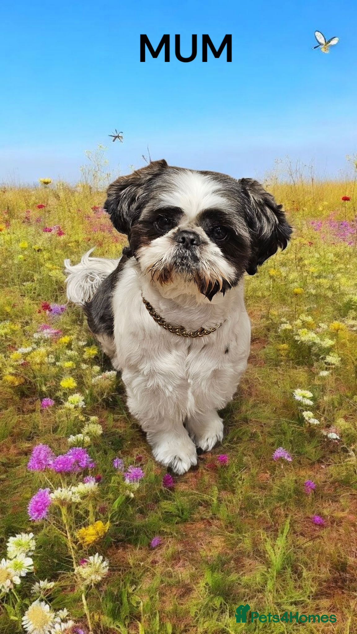 Shih Tzu dogs 💞 QUALITY STANDARD SHIH TZU 💞 - Advert 15