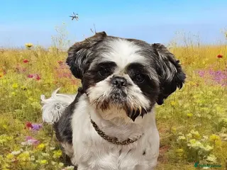 Shih Tzu dogs 💞 QUALITY STANDARD SHIH TZU 💞 - Advert 15
