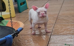 French Bulldog dogs for sale: 🎀 Choc & Tan wrapped in Pink Velvet Big ➰️ - Image 1