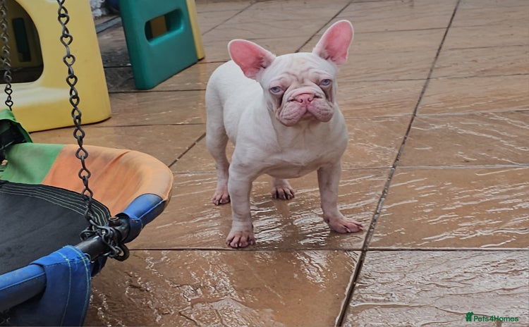 French Bulldog dogs - Advert 9