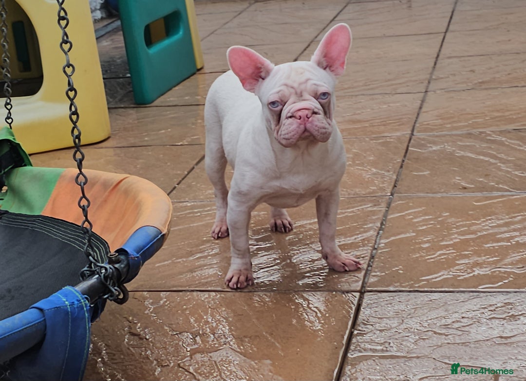 French Bulldog dogs for sale: 🎀 Choc & Tan wrapped in Pink Velvet Big ➰️ - Image 1