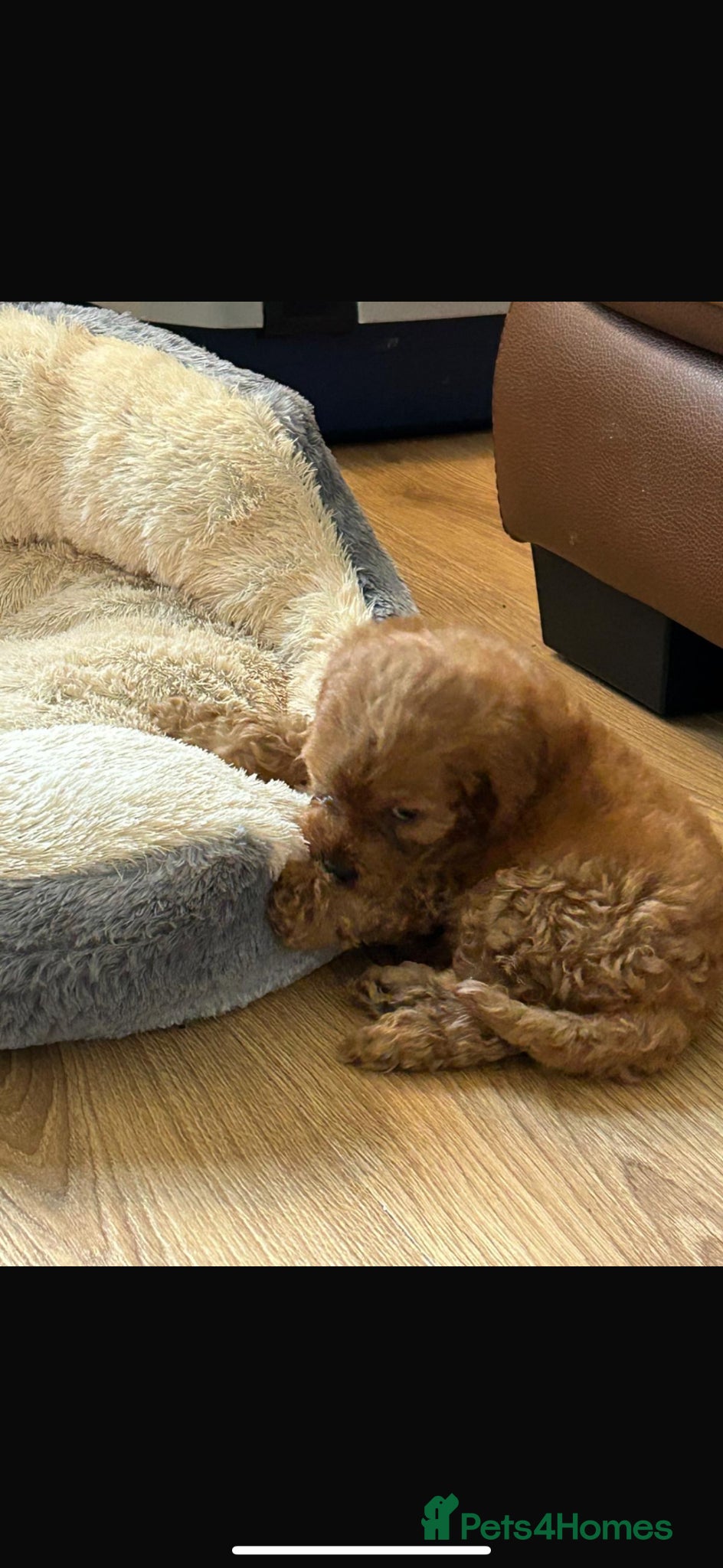 Cockapoo dogs for sale: Cockapoo puppies in Aberdeen - Advert 16