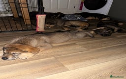 Mixed Breed dogs for sale: German Shepherd x Rottweiler puppies | READY TO GO - Image 17