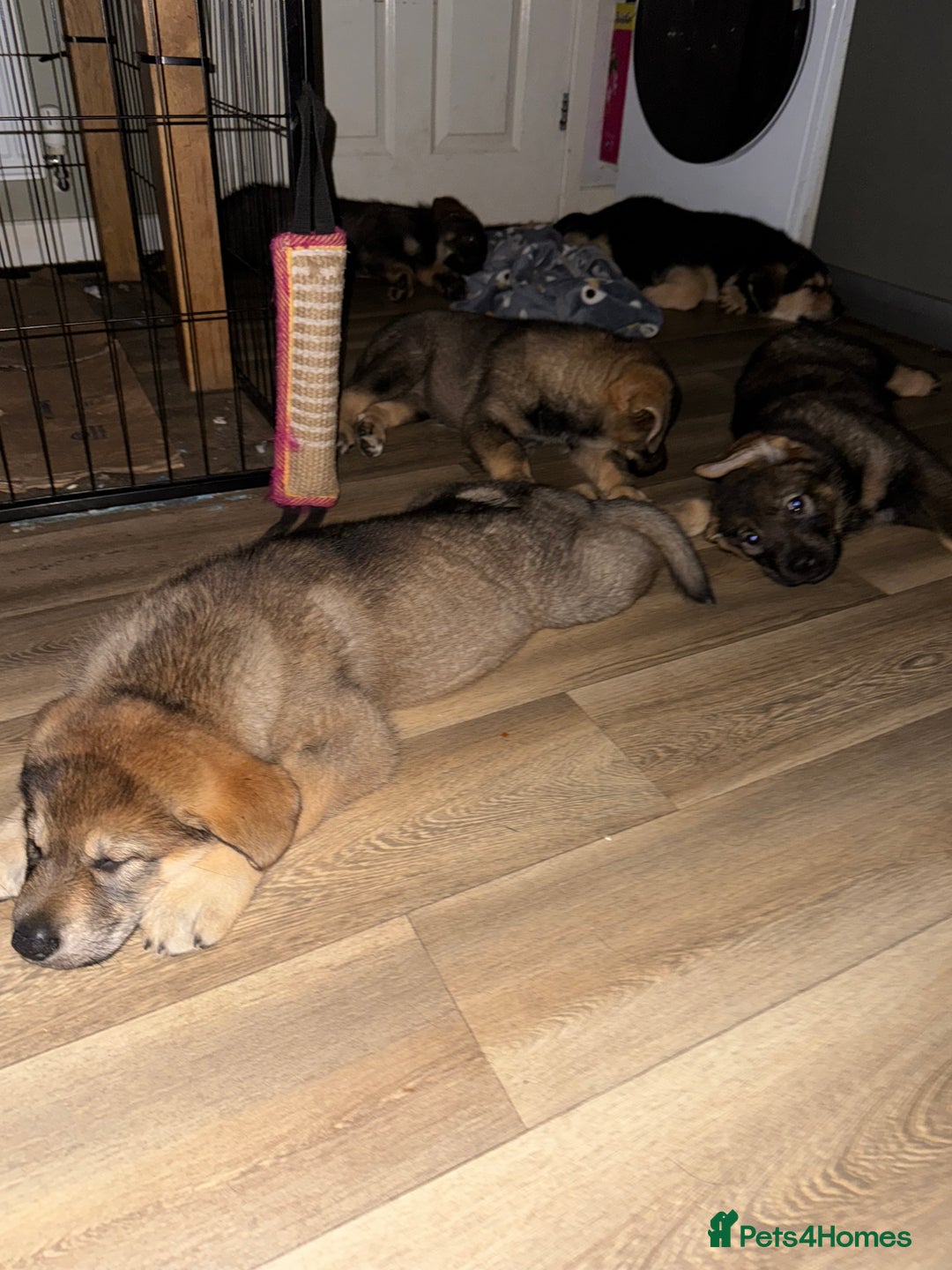 Mixed Breed dogs for sale: German Shepherd x Rottweiler puppies | READY TO GO - Image 17