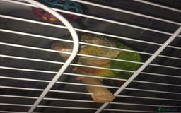 Conures birds for sale: Green Cheek Conure - Image 6