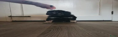 Oliver