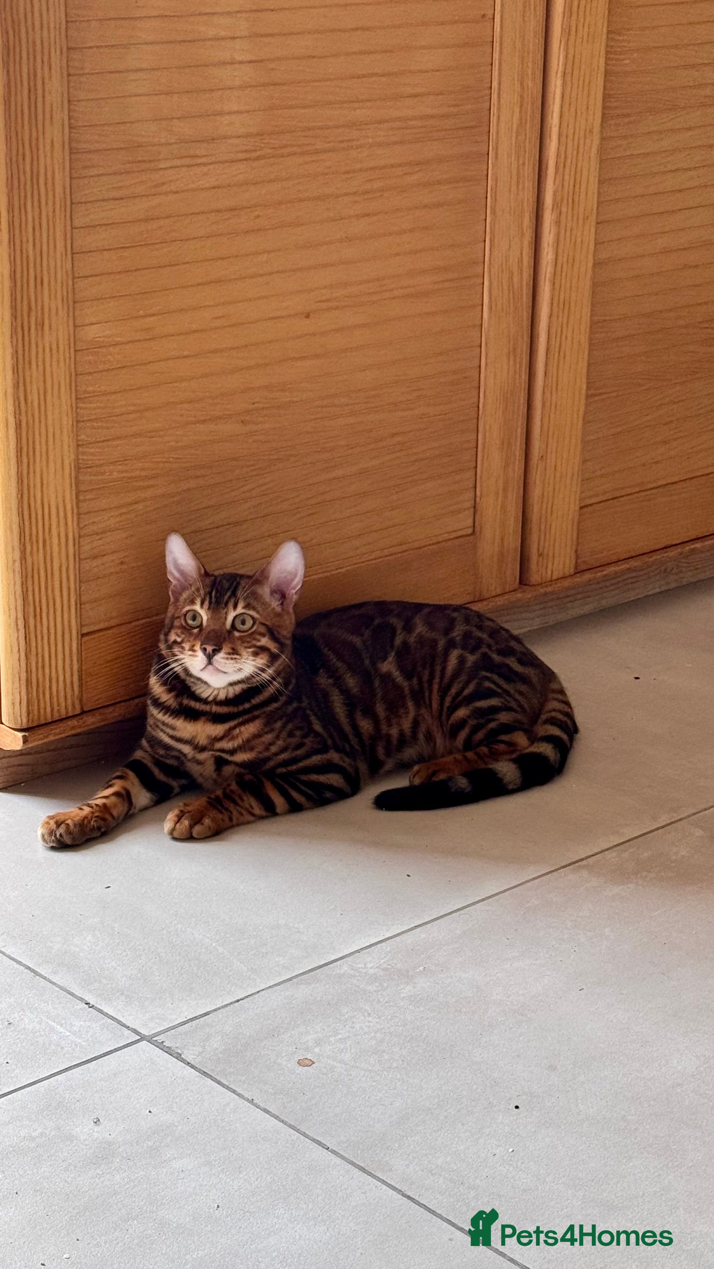 Bengal cats for sale: TICA Bengal cats adorable educated with kid NO UK  in London - Advert 24