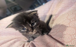 Maine Coon cats for sale: Polydactyl Maine coon babies - Image 2