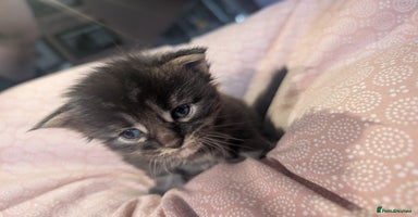 Maine Coon cats - Advert 3