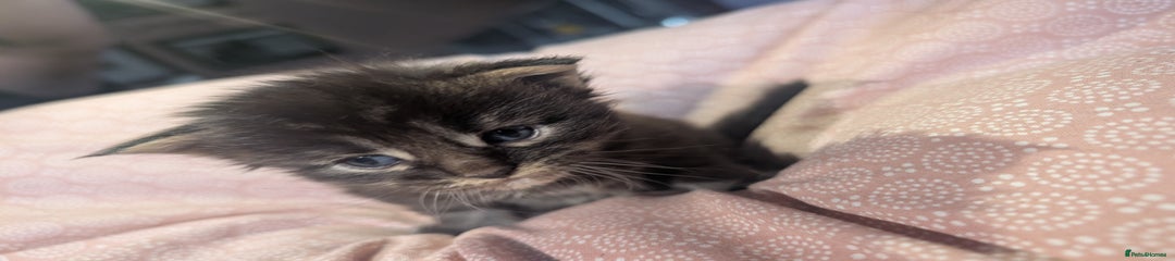 Maine Coon Kitten 4