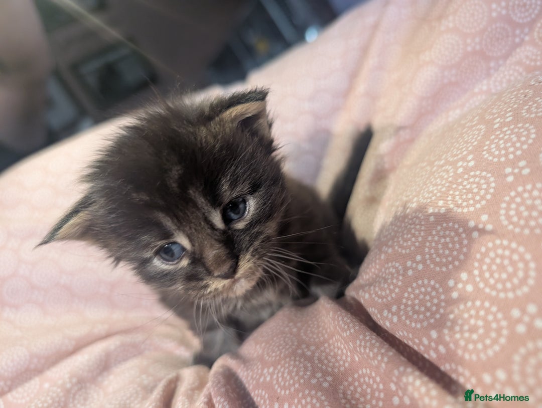 Maine Coon cats for sale: Polydactyl Maine coon babies - Image 2
