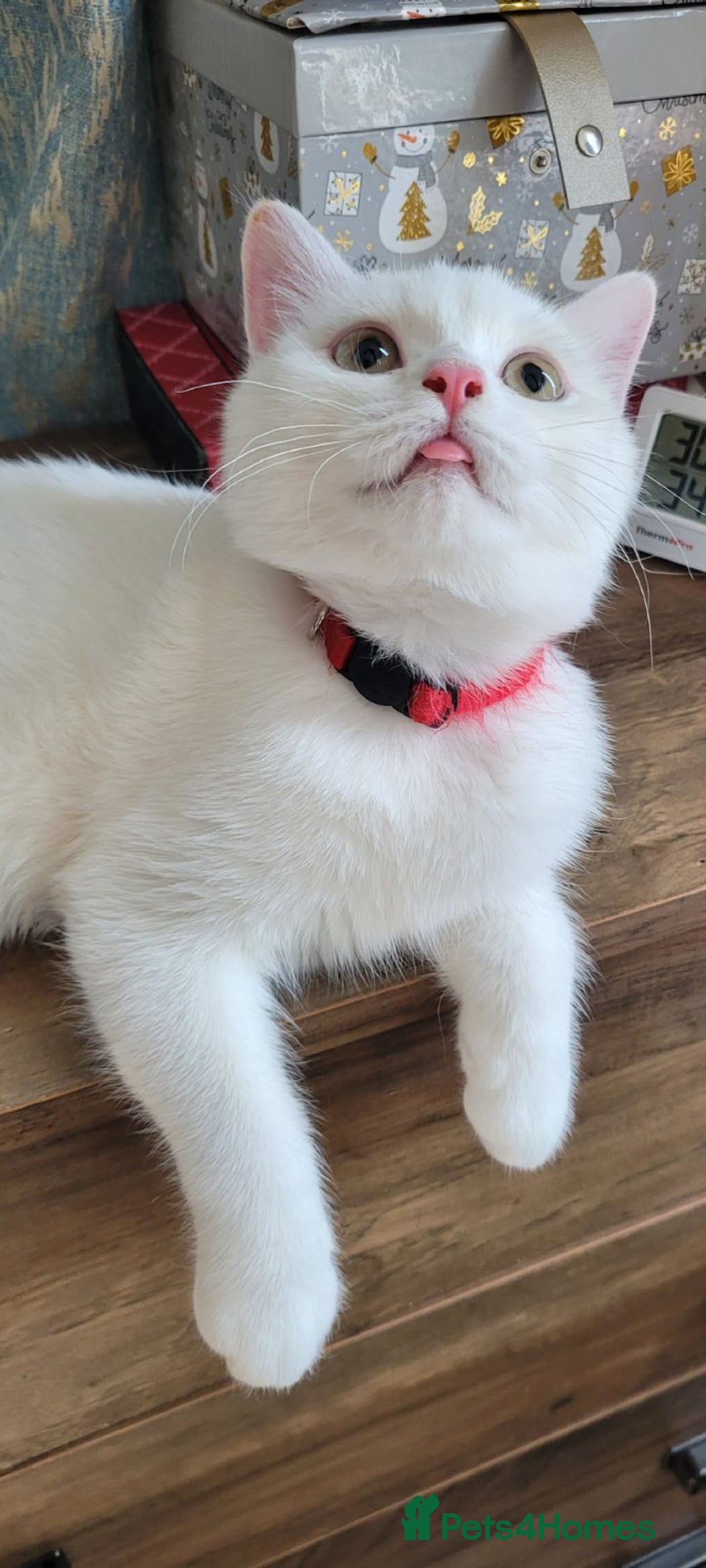 British Shorthair cats for sale: Striking snow white FLAMINGO BSH in London - Image 5