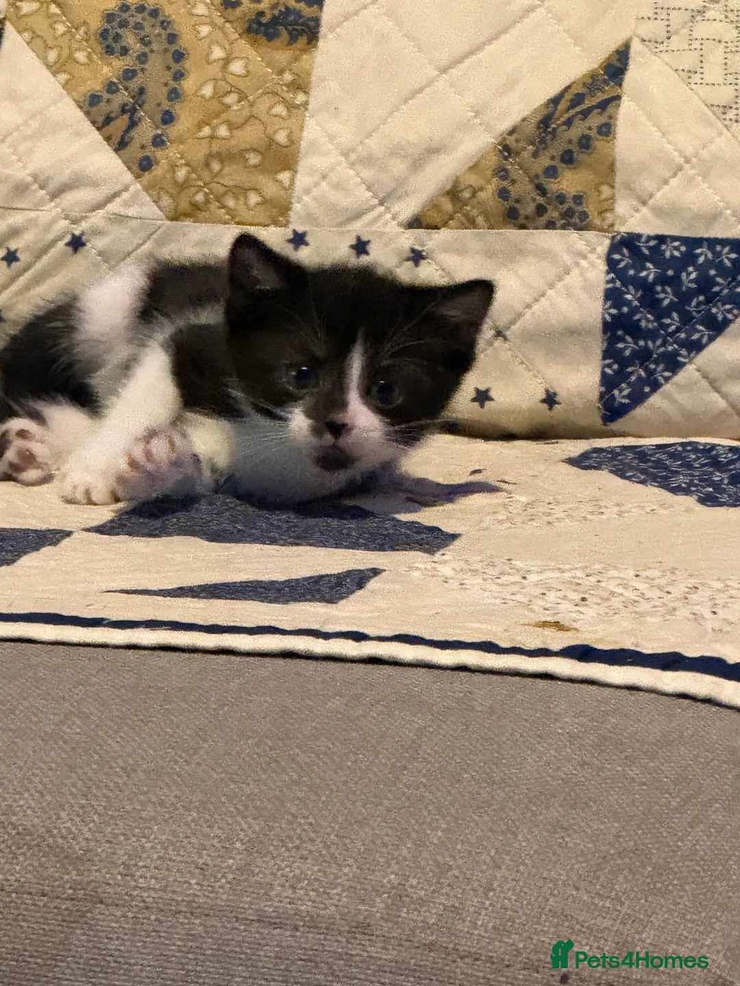 British Shorthair cats for sale: Kittens 8 weeks old boys  - Advert 17