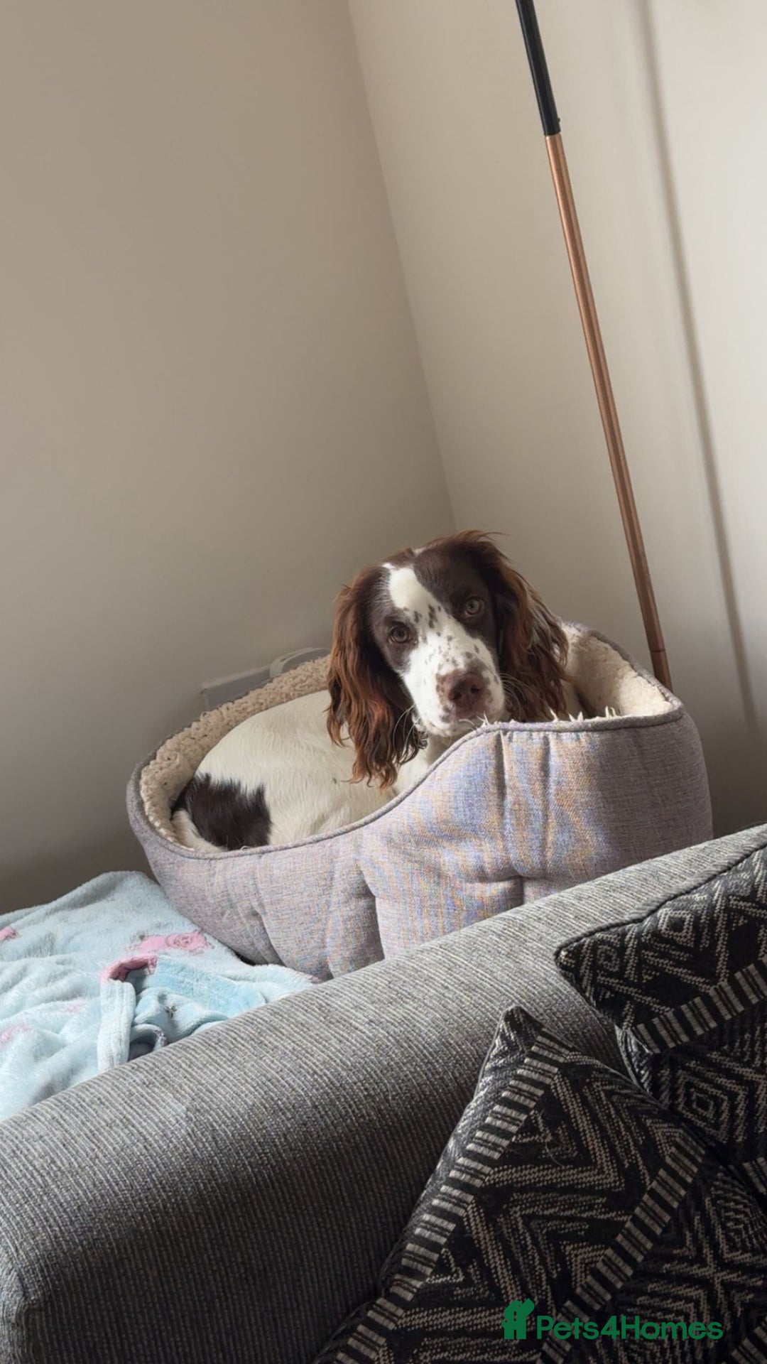 Sprocker dogs for adoption: 💖🐶 NOVA 🐶💖 - Advert 3