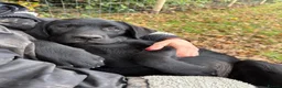 Labrador Retriever dogs for sale: 💙 Beautiful Black Labrador For Sale 💙 in Leyland - Advert 7