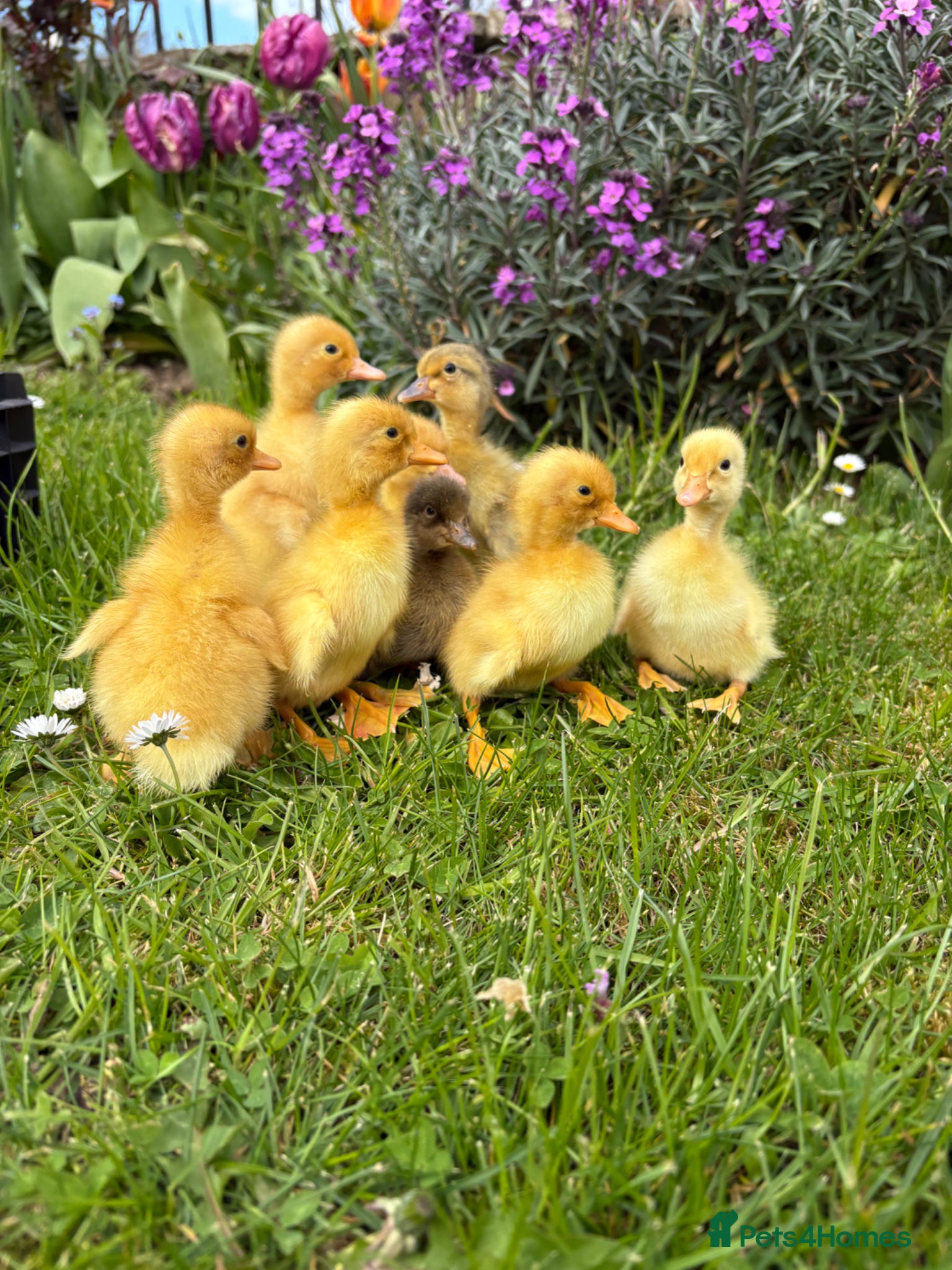 Ducks poultry Indian runner ducklings available  - Advert 2