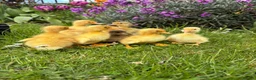Ducks poultry for sale: Indian runner ducklings - Advert 2