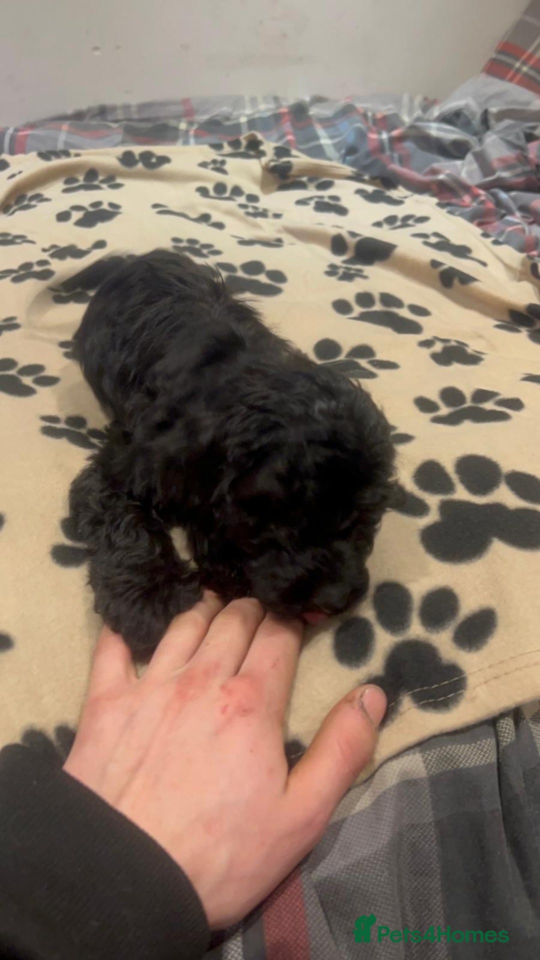 Cockapoo dogs for sale: Cocker spaniel/ cocapoo  - Advert 21