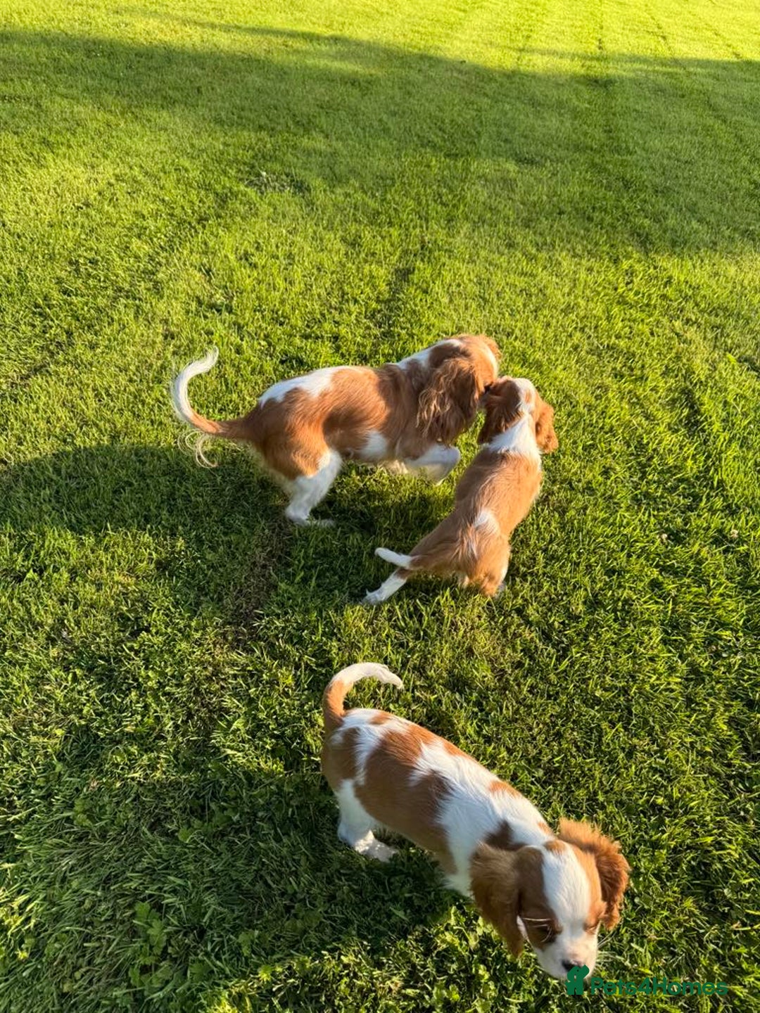 Cavalier King Charles Spaniel dogs for sale: Beautiful Blenheim Cavalier King Charles puppies - Image 18