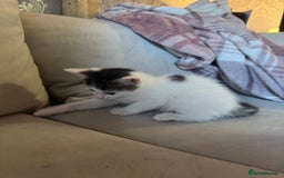 Domestic Shorthair cats for sale: Little girl kittens for sale - Image 6