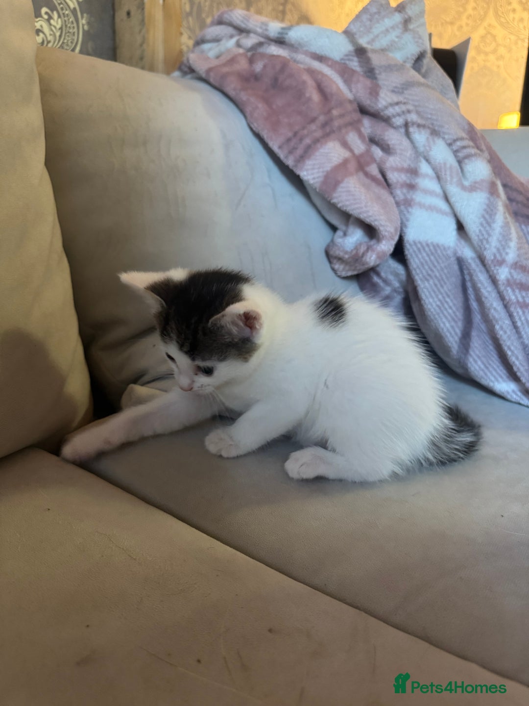 Domestic Shorthair cats for sale: Little girl kittens for sale - Image 6