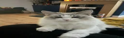 Ragdoll cats for sale: Beautiful female ragdoll 1 year 3 months - Advert 3