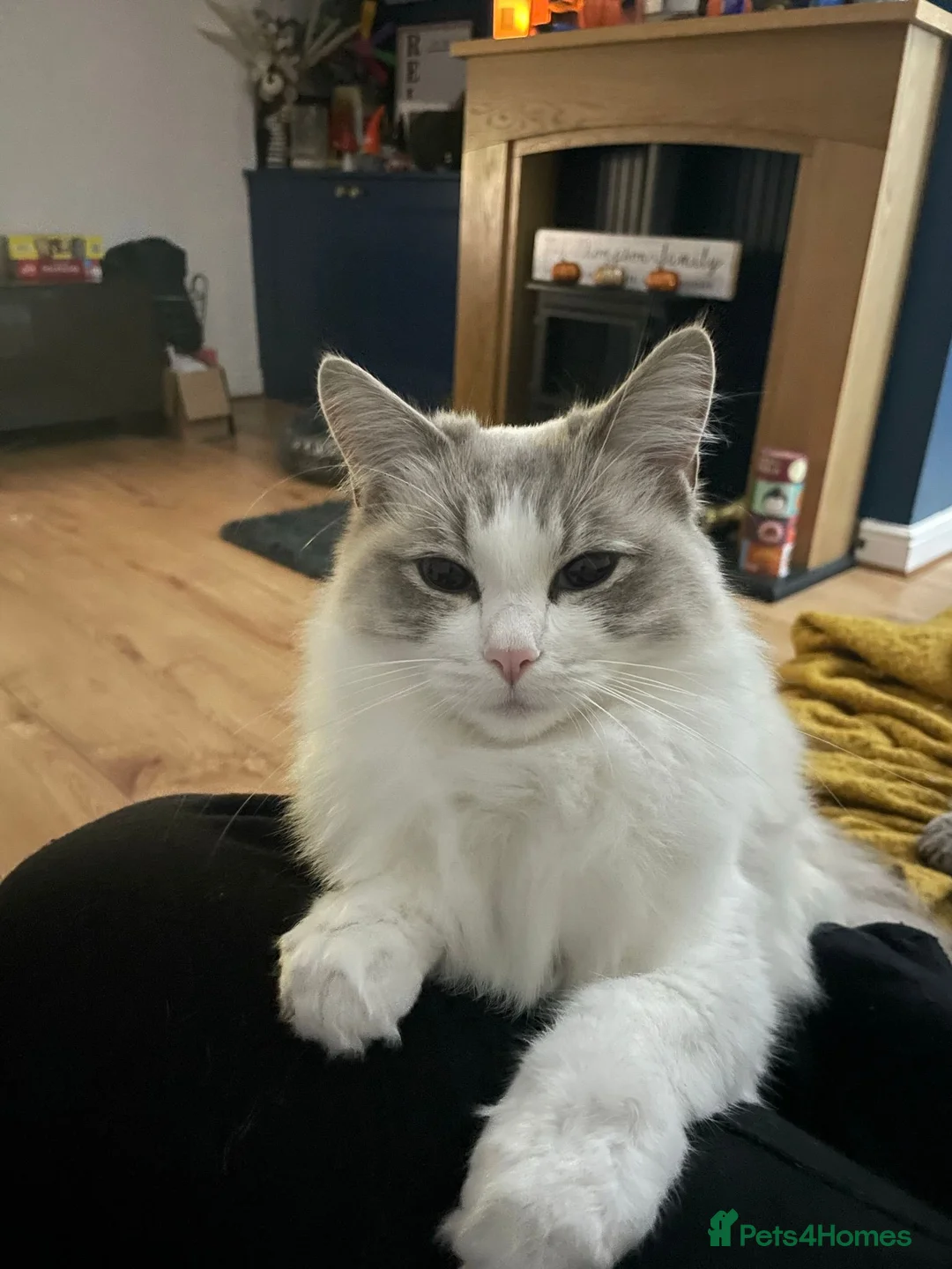Ragdoll cats for sale: Beautiful female ragdoll 1 year 3 months - Advert 3