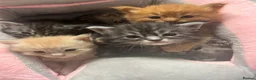 Maine Coon cats for sale: Full Maine Coon Kittens 4 left! in Brechin - Advert 11