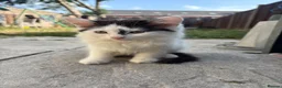 Turkish Angora cats for sale: 2 female 1 male Turkish angora kittens  - Advert 2
