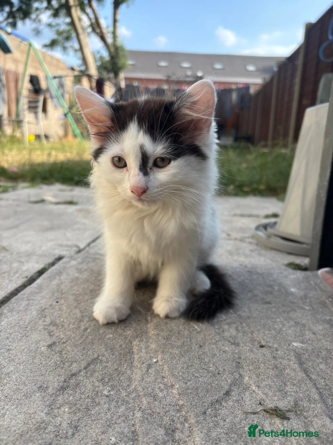 Turkish Angora cats for sale: 2 female 1 male Turkish angora kittens  - Advert 2