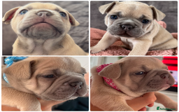 French Bulldog dogs for sale: LILAC Frawn 1girl pup left(I own both mom and dad) - Image 8